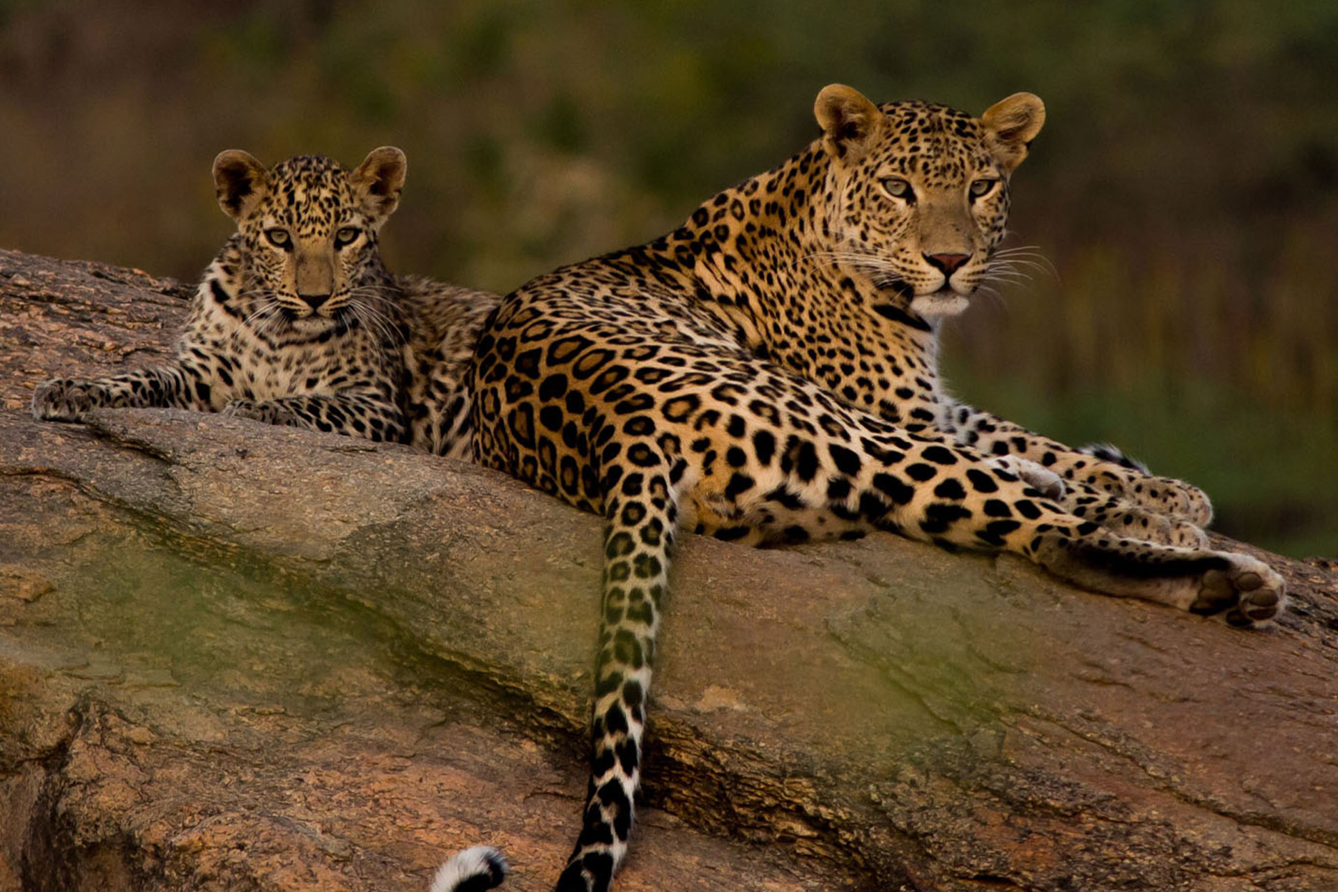Jawai leopard safari stay