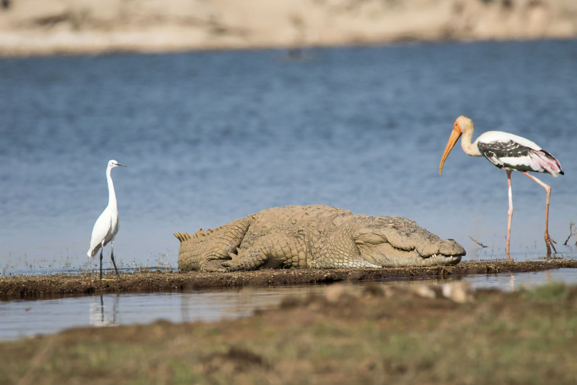 5 star resort in Jawai